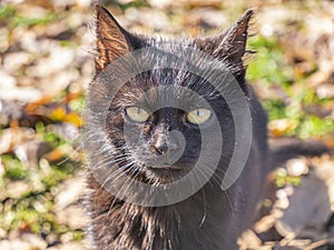 Black cat portrait. Beautiful pet.