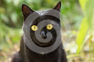 Black cat portrait with big yellow eyes and insight look close up, macro