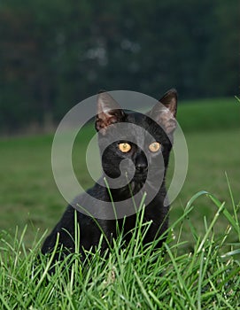 Černý kočka pózování 