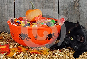 Black cat protecting halloween candy