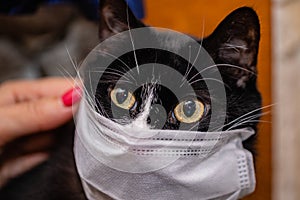Black cat and protective medical mask against viruses in the house. Coronavirus
