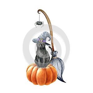 Black cat on pumpkin halloween illustration. Black cat in witch hat, pumpkin, broom and spider elements. Witchcraft