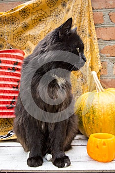 black cat and pumpkins