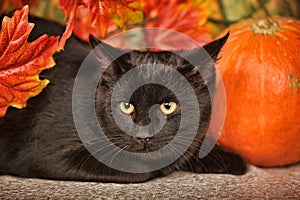 Black cat with pumpkins and maple leaves, autumn concept