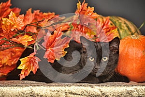 Black cat with pumpkins and maple leaves, autumn concept