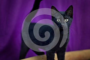 Black cat on a purple background
