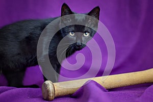 Black cat on a purple background