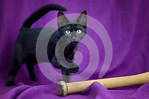 Black cat on a purple background