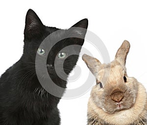 Black cat and rabbit. Close-up portrait