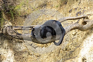 black cat on a raid in front of a landslide