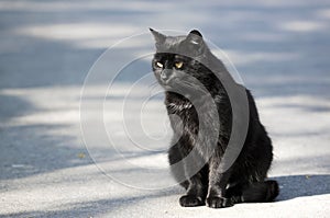 Black cat - RAW format