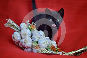 Black cat on red background with garlic decoration