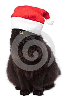 Black cat in red cap isolated