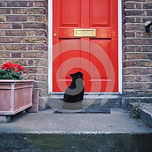 Negro gato a puerta 