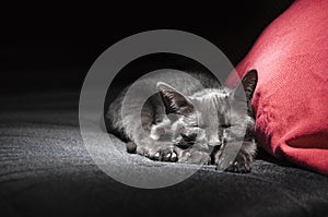 Black cat on red pillow