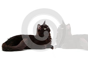 Black cat with reflect 2