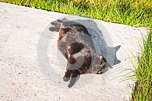 A black cat relaxes in nature and lies on a concrete platform in the sun