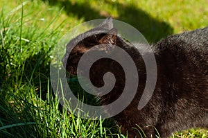 A black cat relaxes in nature and sniffs green grass in the sun