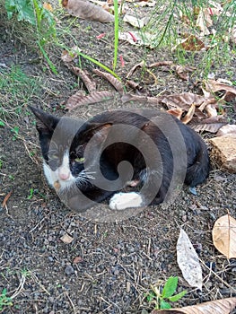 Black cat is relaxing on the ground. close up. portrait style.