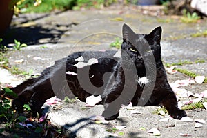 A black cat relaxing on a sun