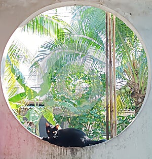 Black cat rest at voids photo