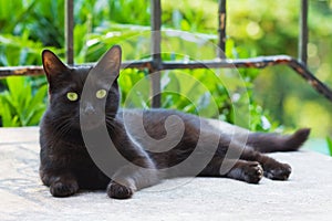 Black Cat Resting photo