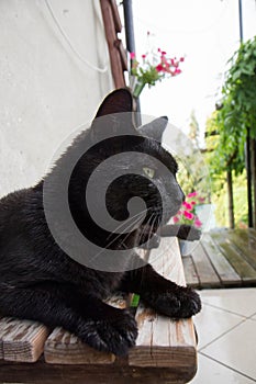 Black cat resting after getting wet
