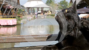 Black Cat Resting and Licking Lying on Wooden Pier in the Pattaya Floating Market. Thailand