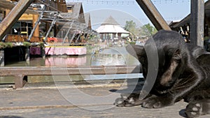 Black Cat Resting and Licking Lying on Wooden Pier in the Pattaya Floating Market. Thailand