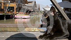 Black Cat Resting and Licking Lying on Wooden Pier in the Pattaya Floating Market. Thailand