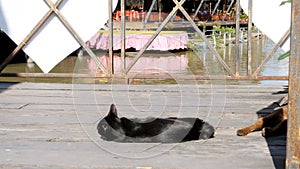 Black Cat Resting and Licking Lying on Wooden Pier in the Pattaya Floating Market. Thailand