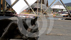 Black Cat Resting and Licking Lying on Wooden Pier in the Pattaya Floating Market. Thailand