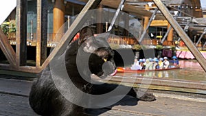 Black Cat Resting and Licking Lying on Wooden Pier in the Pattaya Floating Market. Thailand