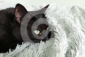 A black cat is resting lying on bed on a gray plaid