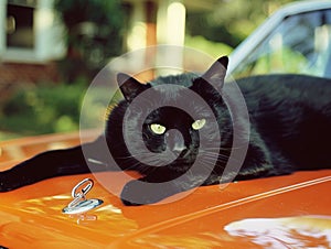 Black Cat resting on an old orange car