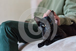 Black cat resting on the sofa looking forward while being caressed by its owner. Cute black kitten staring straight ahead