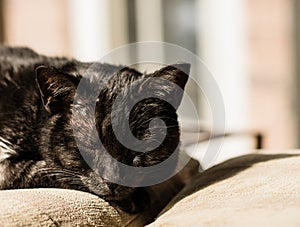 A black cat rests on a chair in the afternoon sun