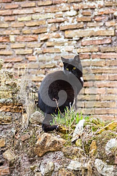 Black cat in the ruines in Rome