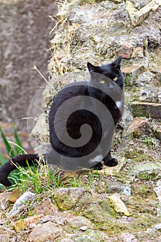 Black cat in the ruines in Rome ancient cats