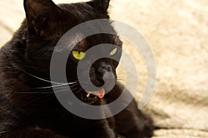 Black cat's face