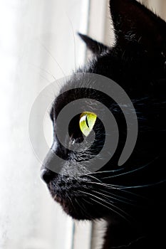 Black cat's profile against a white background.