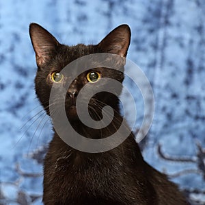 Black cat with with a scar on his face