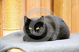Beautiful black cat is lying on the scratching post and looking to the camera