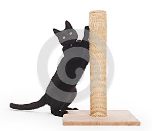 Black cat with a scratching post photo
