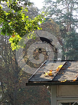 Black cat-shaped weathervane on house in autumn park
