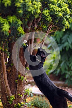 Black cat sharpens its claws on yew tree