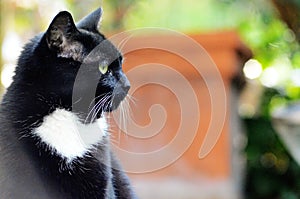 Black cat side head shot outside in the courtyard background