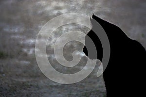 Black cat silhouette close up view black and white image