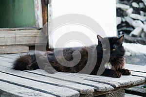 A black cat sits on the doorstep. The cat is on the steps. A pet Cat pet