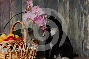 a black cat sits next to flowers and a fruit basket